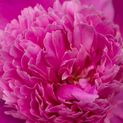 One flower of pink peony in the garden, close-up.