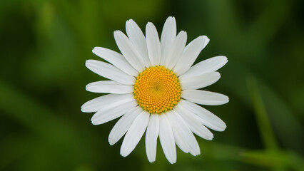 Fototapeta premium One large chamomile flower on a blurred green background.