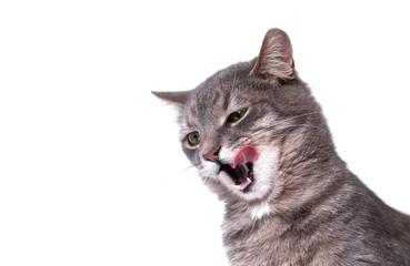 Fototapeta premium Portrait of a gray cat licking its tongue. Empty space for text. Beautiful gray fluffy domestic cat. 