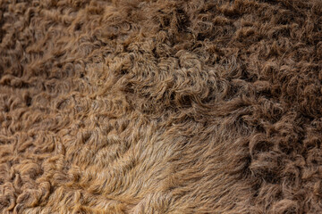 close up of fur texture