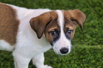 A two-month-old puppy looks into the camera with sad eyes against the background of a green lawn. Copy space.