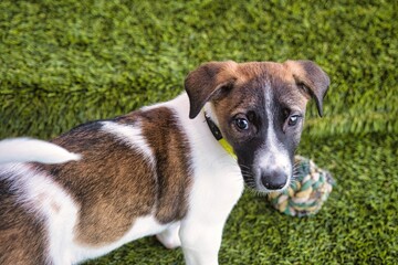 A two-month-old puppy looks into the camera with sad eyes against the background of a green lawn. Copy space.