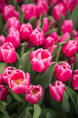 bright pink tulips top view