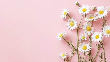 Naklejka premium white daisy chamomile flowers on pale pink background, creative lifestyle, summer, spring concept with copy space, flat lay, top view