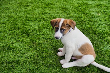 A two-month-old puppy looks into the camera with sad eyes against the background of a green lawn. Copy space. © Leonid