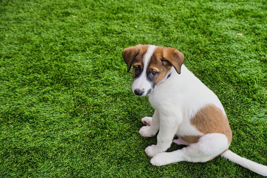 A two-month-old puppy looks into the camera with sad eyes against the background of a green lawn. Copy space.