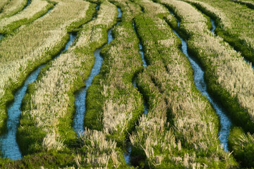 Paddies. Furrows invaded by water. Cabras, OR, Sardinia, Italy