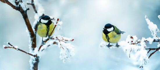 banner with two bird tits sitting on snow-covered branches in a winter park
