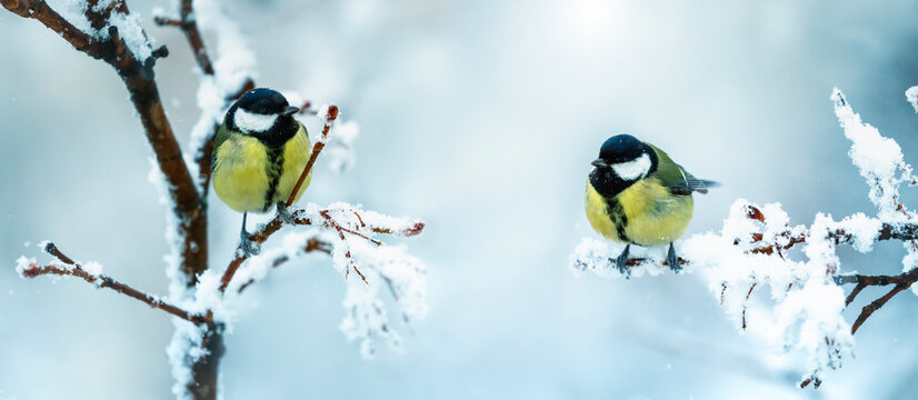 banner with two bird tits sitting on snow-covered branches in a winter park