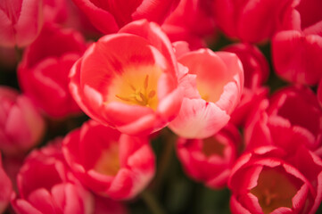Obraz premium Red tulips in a flower bed