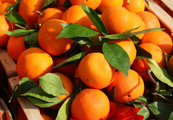 oranges with green leaves for sale in fruit crates