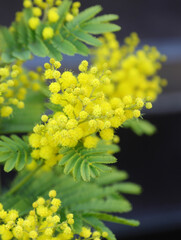 Yellow mimosa flowers are typical flower to give to girls and woman on International Womens Day
