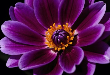 Close Up Photography of Purple Petaled Flower isolated in black background