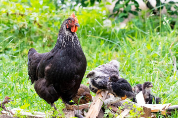 A black hen with chicks in the garden among cut branches