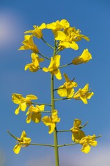 Rapeseed flower canola or colza in latin Brassica Napus