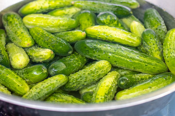 Green juicy cucumbers in a large plate with water