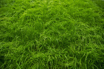 fresh green grass in spring