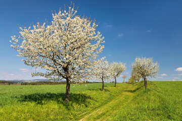 Naklejka premium bridle path and alley of flowering cherry and plum trees