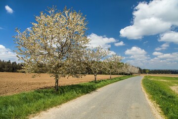 road and alley of flowering cherry trees in latin Prunus cerasus