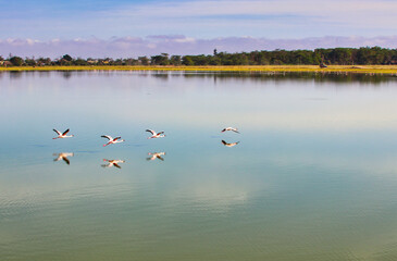 Flamingos take flight over the still glass like waters of the alkaline Lake Amboseli at Amboseli National Park, Kenya