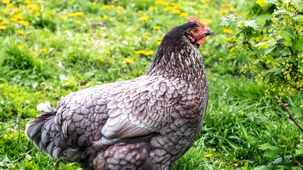 Gray variegated chicken in the garden in spring