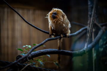 golden lion tamarin
