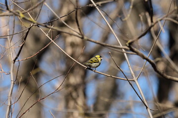 bird on the wild spring