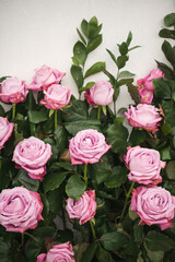 pink roses on a white background