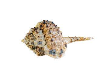 Shell of sea mollusk Woodcock Murex, lat. Haustellum haustellum, isolated on white background