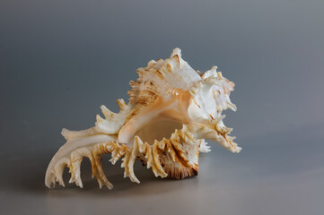 Obraz premium Seashell of Chicoreus ramosus, the Ramose murex or Branched murex, lateral side view