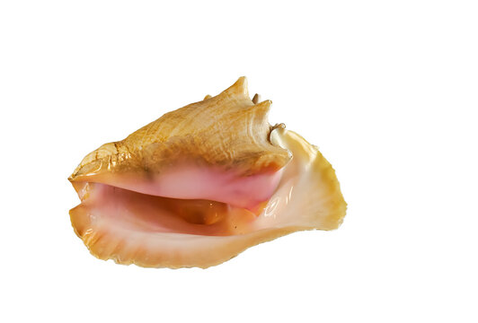 Large west indies lambi shell on a white background Spiral seashell taken closeup