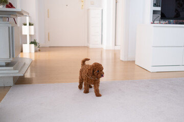 a cinnamon brown toy poodle puppy investigates his surroundings in his new home