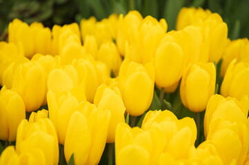 yellow tulips in a flower bed