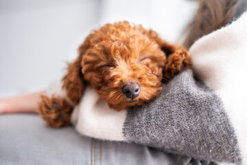 Portrait of the truffle or nose detail of a cinnamon brown poodle toy puppy. He is asleep on his...