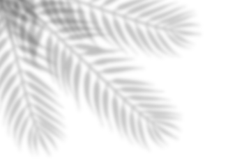 Foto op Plexiglas Realistic shadow from palm leaves isolated on white background. Blur leaf shadow effect overlay. Tropical Plants Shadow on a transparent background  © fatima