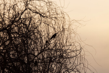 Silhouette of a bird sitting on a tree branch at sunset