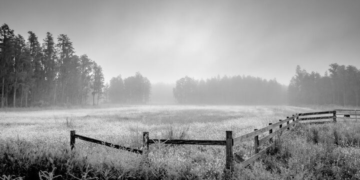 Forest and Swamp Landscapes