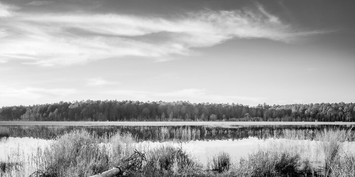 Forest and Swamp Landscapes
