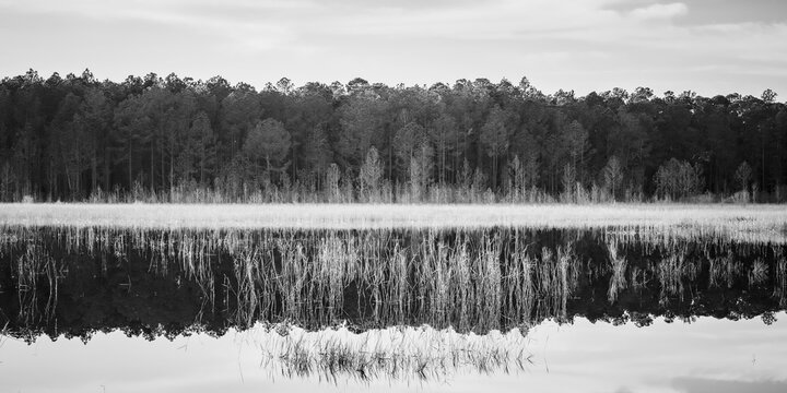 Forest and Swamp Landscapes