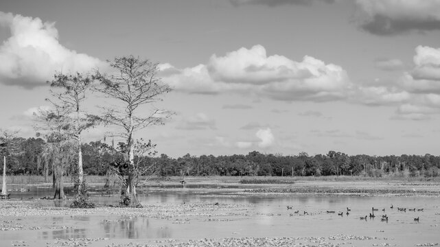 Forest and Swamp Landscapes