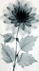 X-ray image of dahlia. Photocopy of flowers in black and white