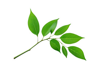 Fototapeta premium Natural of Tropical green leaves of leaf isolated on transparent png background, varies different of plant botanical.