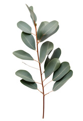 Eucalyptus plant isolated on transparent png background