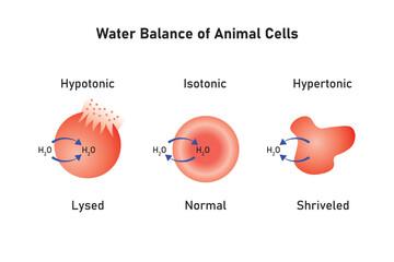 Water Balance in Animal Cells Scientific Design. Vector Illustration. - obrazy, fototapety, plakaty