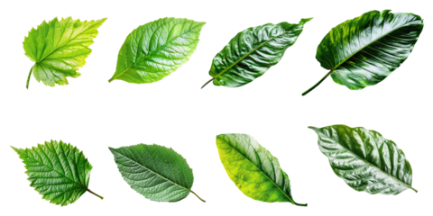 Natural of Tropical green leaves of leaf isolated on transparent png background, varies different of plant botanical.