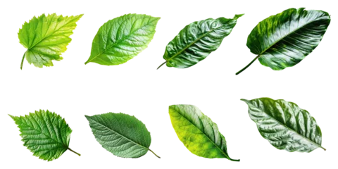 Tapeten Natural of Tropical green leaves of leaf isolated on transparent png background, varies different of plant botanical. © TANATPON