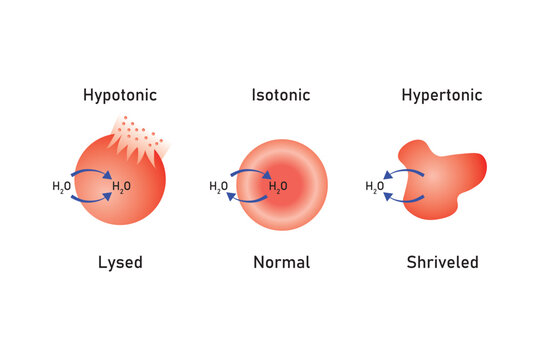 Water Balance in Animal Cells Scientific Design. Vector Illustration.