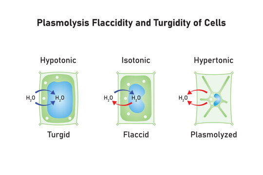 Plasmolysis, Flaccidity and Turgidity of Plant Cells Scientific Design. Turgid and Plasmolyzed Cells. Vector Illustration.	