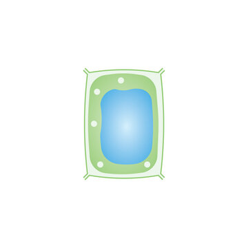 Turgid Plant Cell Scientific Design. Vector Illustration.	