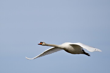 Giant waterfowl Cygnus olor aka swan is flying over the pond. Isolated on blue sky.